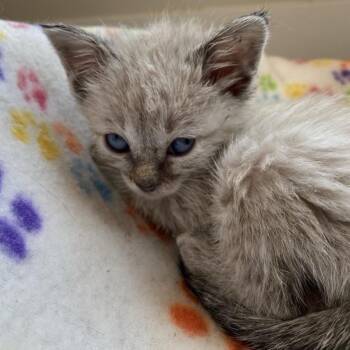 Flouresce -  Domestic Short Hair Cat for Adoption in Kanab, Utah - Flouresce | PetCurious