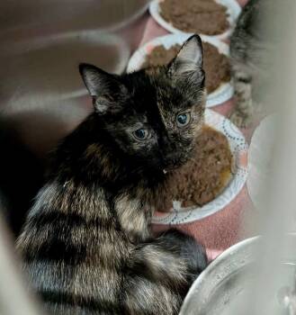 Babbett -  Domestic Short Hair Cat for Adoption in Detroit Lakes, Minnesota - Babbett | PetCurious