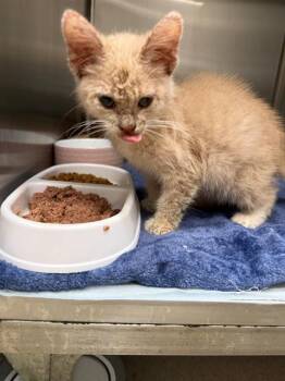 FLORA -  Domestic Short Hair Cat for Adoption in Baytown, Texas - FLORA | PetCurious
