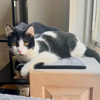 Domestic Short Hair Cats Available for Adoption in Washington, District Of Columbia - Slinky | PetCurious