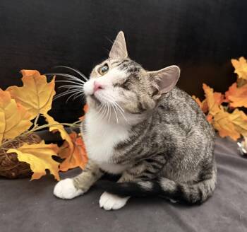 Precious -  Tabby and Domestic Short Hair Cat for Adoption in Fayetteville, Georgia - Precious | PetCurious