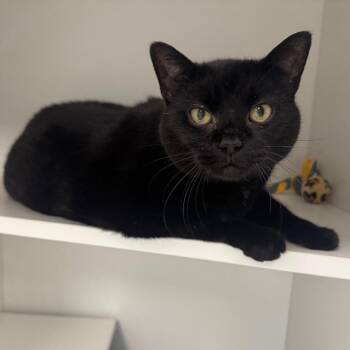 Domestic Short Hair Cats Available for Adoption - Hayley | PetCurious