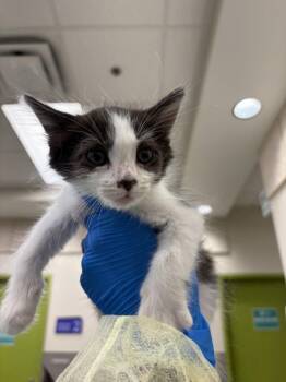 STRATT -  Domestic Short Hair Cat for Adoption in Las Vegas, Nevada - STRATT | PetCurious