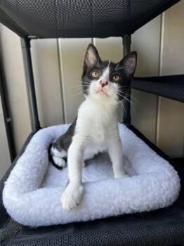 Mini -  Domestic Medium Hair Cat for Adoption in Santa Monica, California - Mini | PetCurious