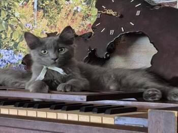 *FRANKIE -  Domestic Medium Hair Cat for Adoption in Woodland, California - *FRANKIE | PetCurious