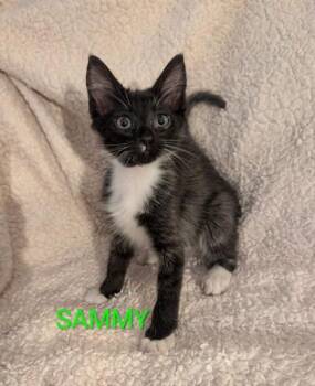 Sammy -  Domestic Short Hair and Siamese Cat for Adoption in Sacramento, California - Sammy | PetCurious