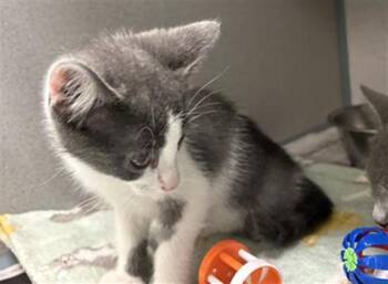 GHOST -  Domestic Short Hair Cat for Adoption in Peoria, Illinois - GHOST | PetCurious