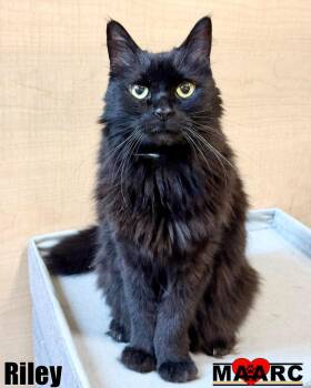 Domestic Long Hair Cats Available for Adoption - Riley | PetCurious