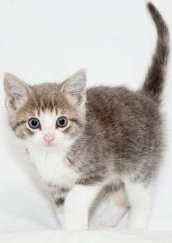 Willie Nelson -  Domestic Short Hair Cat for Adoption in Washburn, Wisconsin - Willie Nelson | PetCurious