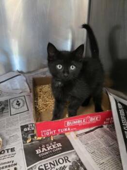 Daquarious -  Domestic Short Hair Cat Available for Adoption in Sevierville, Tennessee - Daquarious | PetCurious