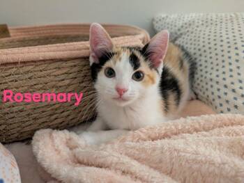 Domestic Short Hair Cats Available for Adoption in Champaign, Illinois - Rosemary | PetCurious