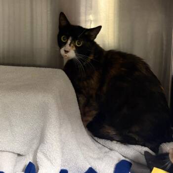 IVHS-Stray-140951 -  Domestic Short Hair Cat for Adoption in San Gabriel, California - IVHS-Stray-140951 | PetCurious