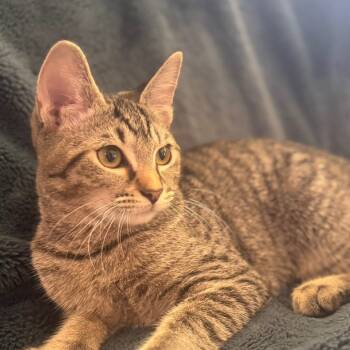 Rescue Domestic Short Hair Cats for Adoption in Gainesville, Florida - Gooby | PetCurious