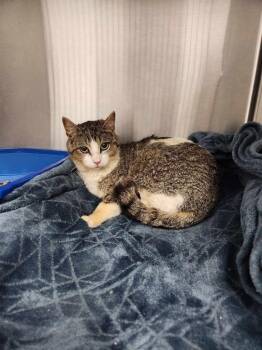 Rocky (Sam) -  Domestic Short Hair Cat for Adoption in Republic, Missouri - Rocky (Sam) | PetCurious