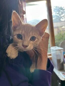 Domestic Short Hair Cats Available for Adoption in Dayton, Minnesota - Knotweed / 12-3 | PetCurious