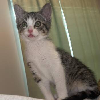Roscoe -  Domestic Short Hair Cat for Adoption in MS STATE UNIV, Mississippi - Roscoe | PetCurious