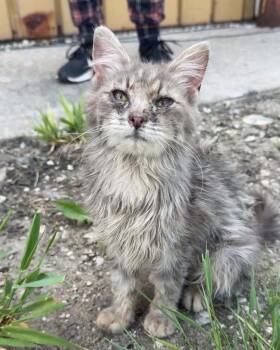 Mitsy -  Domestic Medium Hair Cat for Adoption in Taycheedah, Wisconsin - Mitsy | PetCurious