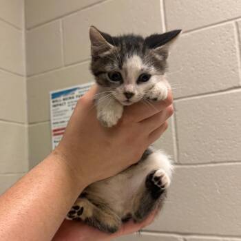 Wendy -  Manx and Domestic Short Hair Cat for Adoption in Bristol, Indiana - Wendy | PetCurious