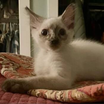 Rescue Siamese Cats for Adoption in Tallahassee, Florida - Lucy Lent-TL | PetCurious