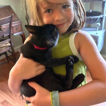 May -  Domestic Short Hair Cat for Adoption in Potomac, Maryland - May | PetCurious