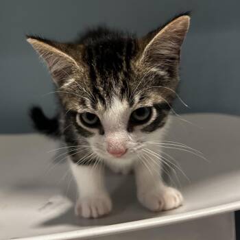 McPickle Pounder -  Domestic Short Hair Cat for Adoption in Chattanooga, Tennessee - McPickle Pounder | PetCurious