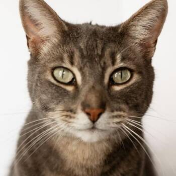 ROLLIE -  Domestic Short Hair Cat for Adoption in Rowland Heights, California - ROLLIE | PetCurious