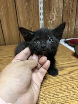 Kitten 27770 (Licorice) -  Domestic Medium Hair Cat for Adoption in Parlier, California - Kitten 27770 (Licorice) | PetCurious