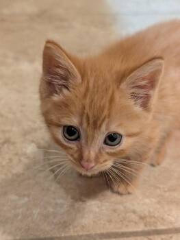 Bon Jovi -  Domestic Short Hair and Tabby Cat for Adoption in St. George, Utah - Bon Jovi | PetCurious