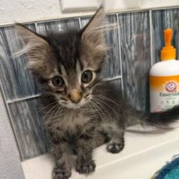 Rescue Tabby Cats for Adoption in Lodi, California - Newman | PetCurious