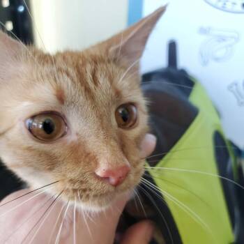 Pumpkin -  Domestic Short Hair Cat for Adoption in Asheville, North Carolina - Pumpkin | PetCurious