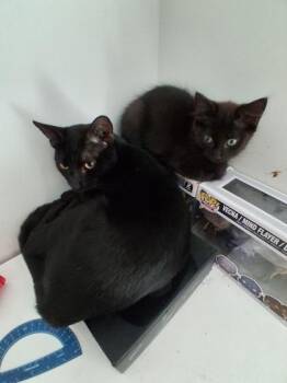 Inkdrop 2 -  Domestic Short Hair Cat for Adoption in Savannah, Georgia - Inkdrop 2 | PetCurious