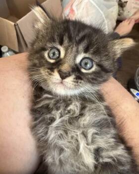 Domestic Short Hair Cats Available for Adoption in Port Washington, Wisconsin - Shadow | PetCurious