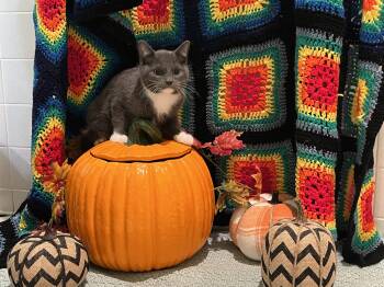 George and Paul -  Domestic Short Hair Cat for Adoption in Mayfield, New York - George And Paul | PetCurious