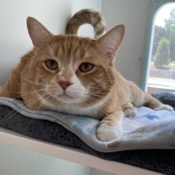 Domestic Short Hair Cats Available for Adoption in Downers Grove, Illinois - Big Cheddar | PetCurious