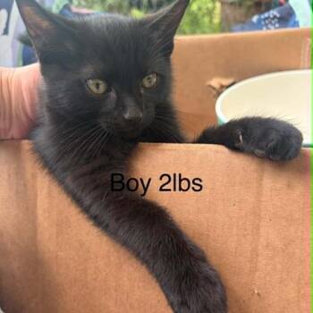 Domestic Short Hair Cats Available for Adoption in Bastrop, Texas - Gabe 26-05-056 | PetCurious