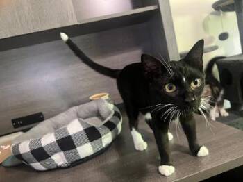 Hershey -  Domestic Short Hair Cat for Adoption in Mokena, Illinois - Hershey | PetCurious