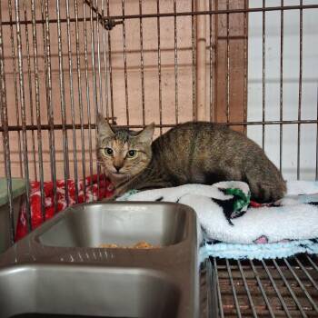 Tibby Cake -  Domestic Short Hair Cat for Adoption in Gautier, Mississippi - Tibby Cake | PetCurious