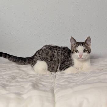 Rescue Domestic Short Hair Cats for Adoption in Little Falls, Minnesota - Terry | PetCurious