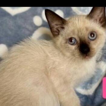 Sasha -  Siamese Cat for Adoption in South Elgin, Illinois - Sasha | PetCurious