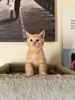 Butter Bear -  Domestic Short Hair Cat for Adoption in Indianapolis, Indiana - Butter Bear | PetCurious