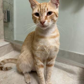 Rescue Domestic Short Hair Cats for Adoption in Boca Raton, Florida - Axel | PetCurious