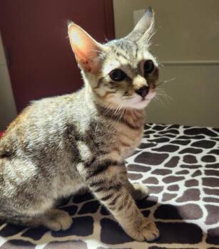 Hiccup -  Domestic Short Hair Cat for Adoption in Dublin, California - Hiccup | PetCurious