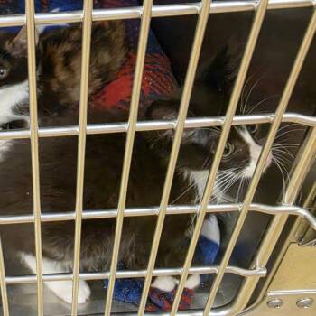 Batman -  Domestic Medium Hair Cat for Adoption in Canton, North Carolina - Batman | PetCurious