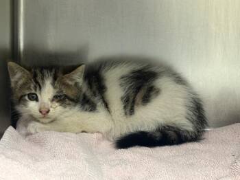 Domestic Short Hair Cats Available for Adoption in Visalia, California - A253375 | PetCurious