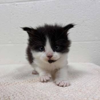 Domestic Medium Hair Cats Available for Adoption in Lyndhurst, Virginia - SVAS-Stray-38548 | PetCurious