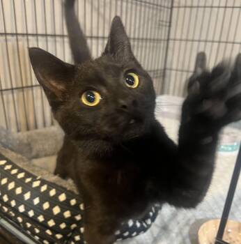 Rescue Domestic Short Hair Cats for Adoption in Mineral Point, Wisconsin - Cottontail | PetCurious