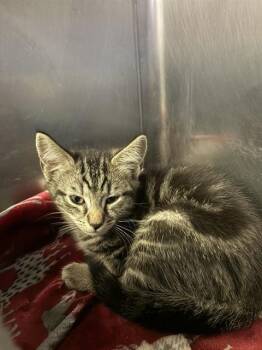 SMOKEY -  Domestic Short Hair Cat for Adoption in Brewster, Massachusetts - SMOKEY | PetCurious