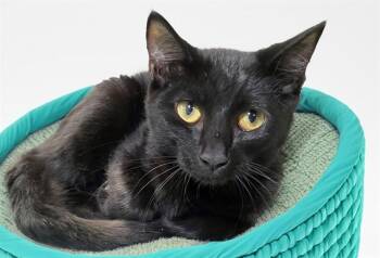 SPARROW -  Domestic Short Hair Cat for Adoption in Fort Lauderdale, Florida - SPARROW | PetCurious