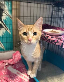 Tabby Cats Available for Adoption - Jack | PetCurious