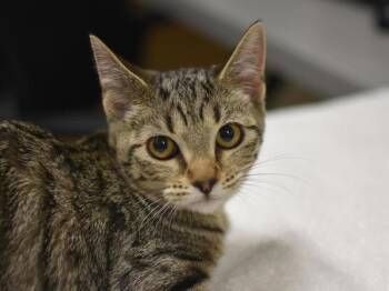 Dory -  Domestic Short Hair Cat for Adoption in Portland, Oregon - Dory | PetCurious